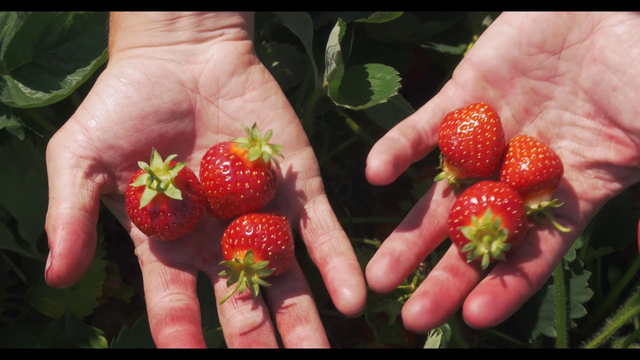 How To Pick Strawberries!