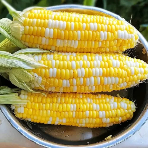 Freezing Corn 5 freezing corn