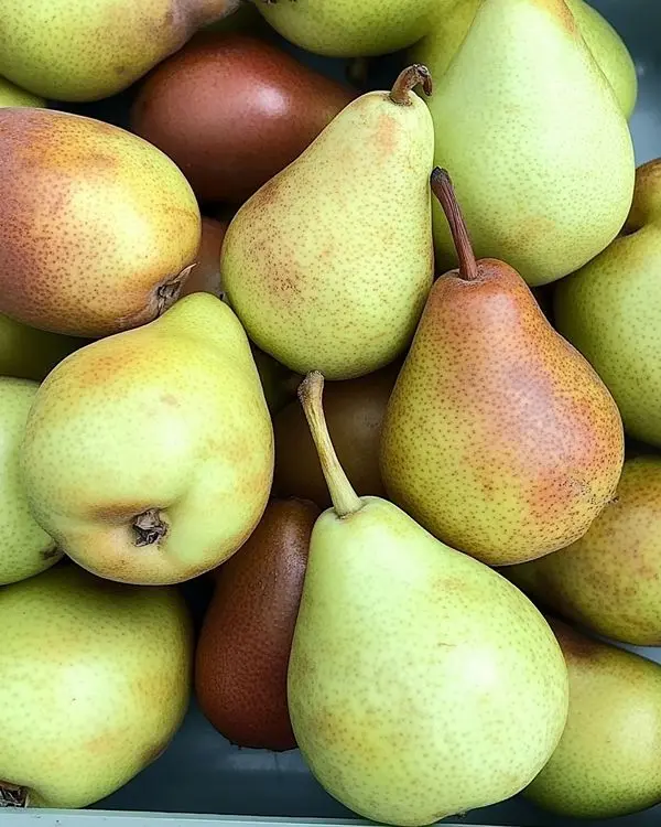 Crock Pot Vanilla Pear Butter 3 How to make Spiced Crock Pot Pear Butter Recipe